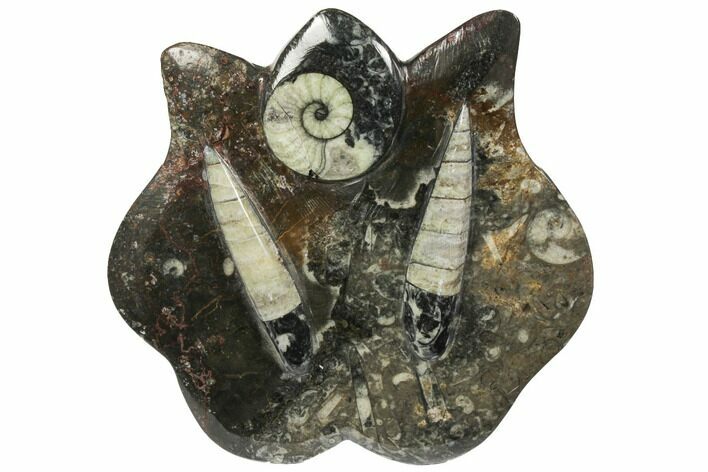 Fossil Goniatite & Orthoceras Sculpture - Morocco #111025